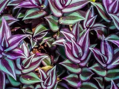 Tradescantia: Belleza, Bienestar y Cuidado en el Hogar