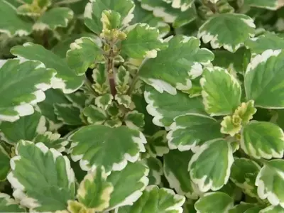 La Planta de Incienso: Un Aliado Aromático y Decorativo para tu Hogar