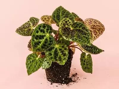 Guía completa para el cuidado de la Begonia Ferox