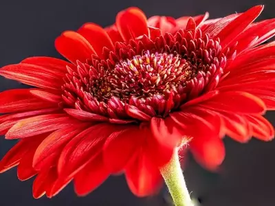Gerbera: Adaptación y Cuidado Ideal para su Floración