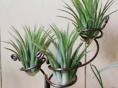 Embellezca su Hogar con Plantas Aéreas: Guía Completa de Decoración y Cuidado