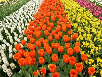 El fascinante universo cromático de las flores: origen y significado