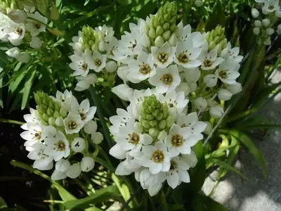 Un Viaje Estelar por el Mundo Floral: Descubriendo Flores con Forma de Estrella y su Simbolismo
