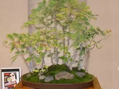 El Arte del Bonsái de Roble: Guía Completa de Cuidado y Cultivo