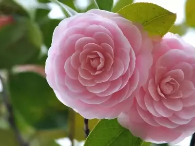 Un Viaje Floral: Explorando las Flores Más Raras y Fascinantes del Mundo