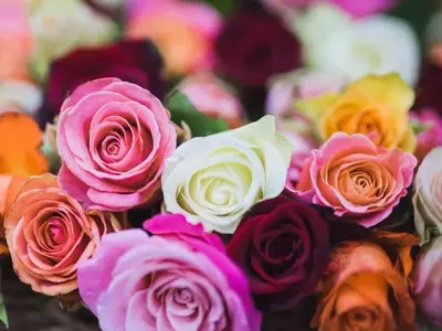 La Rosa Eterna: Símbolo de Amor Duradero y Elegancia Sostenible