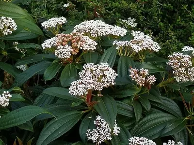 Viburnum davidii: Un Arbusto Versátil y Atractivo para tu Jardín