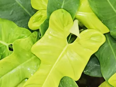 Descubriendo el Philodendron bipennifolium: Un Tesoro Botánico con Hojas Asombrosas
