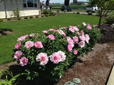 Descubriendo la Peonía Itoh Bartzella: Un Tesoro Botánico para su Jardín