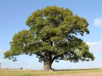 Roble: El Gigante Duradero de Nuestros Bosques