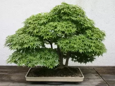 Cultivo y Mantenimiento del Bonsái de Arce: Una Guía Completa para su Salud y Belleza