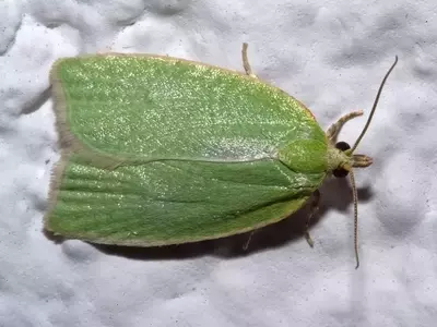 La plaga de Tortrix viridana: una amenaza para robles y encinas