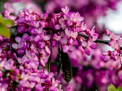 El Majestuoso Árbol del Amor: Guía Completa de Cuidados y Propiedades del Cercis Siliquastrum