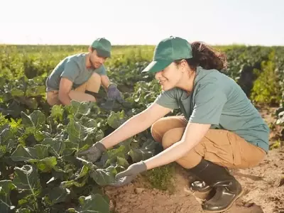 Estrategias Cruciales para la Seguridad en el Trabajo Agrícola Durante Temperaturas Elevadas