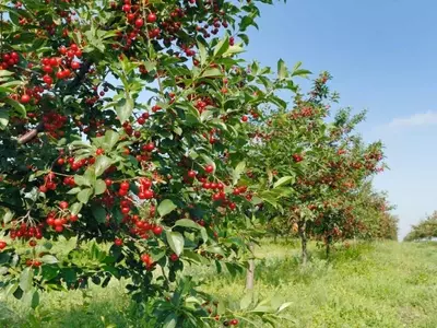 Cerezas: Un Tesoro Nutricional con Múltiples Beneficios para la Salud