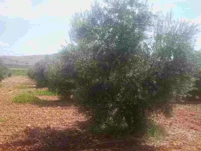 Revolución del Olivar: Innovación y Sostenibilidad para el Futuro