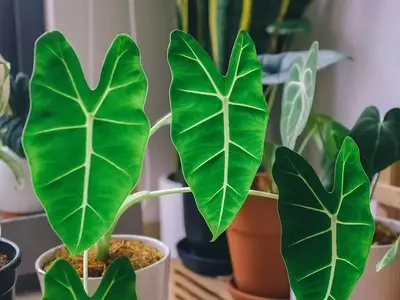 Alocasia: Un Símbolo de Espiritualidad y Bienestar