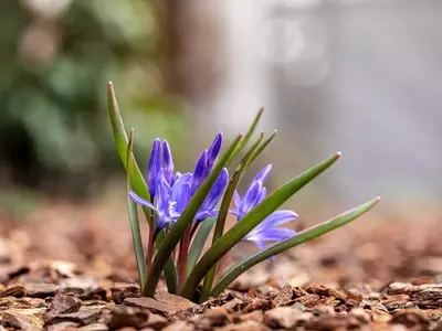 Descubriendo la Scilla bifolia: Una Joya Botánica de Europa y Asia