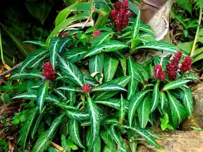 Descubriendo la Justicia Scheidweileri: Una Joya Tropical para tu Jardín