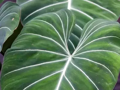 Philodendron Glorioso: La Joya Botánica que Conquista los Hogares