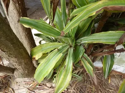 Dracaena fragrans: El Árbol de la Felicidad en tu Hogar