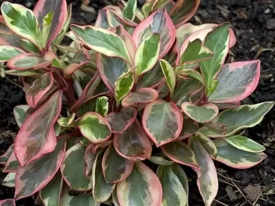 Peperomia Clusiifolia: Belleza, Cuidado y Bienestar en tu Hogar