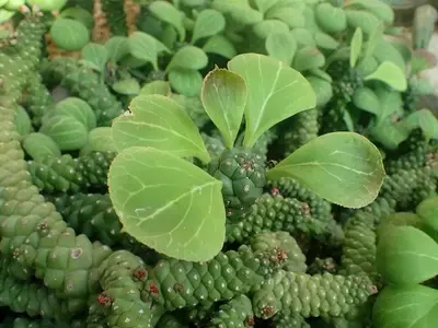 Euphorbia ritchiei: Un Encanto Suculento sin Espinas para el Hogar