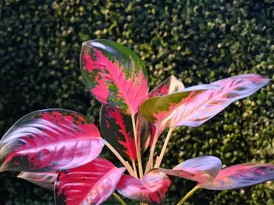 Aglaonema Vermelha: Un Toque Tropical de Color y Bienestar para tu Hogar