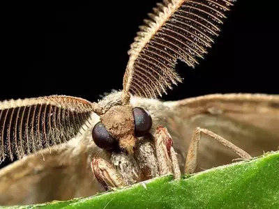 La Falenofilia: El Imprescindible Vínculo Nocturno entre Polillas y Flores