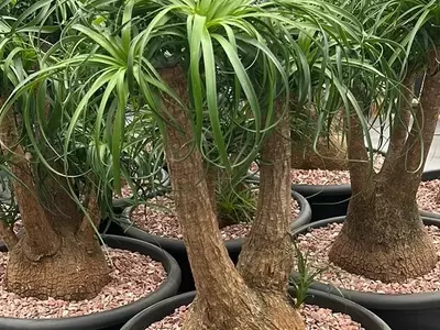 La Beaucarnea Recurvata: Una Guía Completa para su Cuidado y Prosperidad