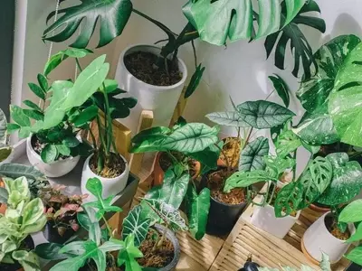 Frescura Verde: Plantas Ideales para Refrescar tu Hogar en Verano