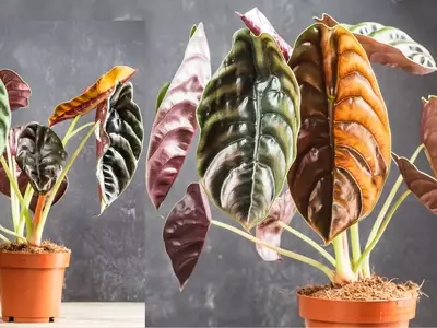 Alocasia Cuprea: La Fascinante Planta Hoja de Dragón y Sus Cuidados Esenciales