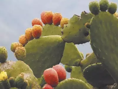 El Arte de Cosechar y Preparar Higos Chumbos: Del Campo a tu Mesa
