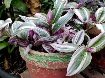 Dominando la Propagación de Tradescantia: Una Guía Completa para Multiplicar Tu Jardín