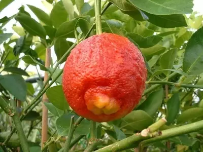 Todo sobre el Limonero Meyer: Cultivo, Características y Usos Culinarios