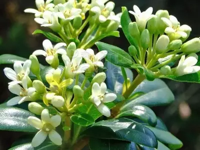 Descubriendo el Pittosporum tobira nana: Un arbusto versátil para el jardín moderno