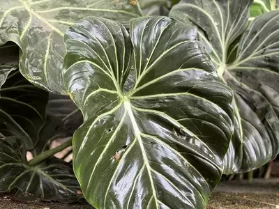 Alocasia Portodora: El Híbrido Espectacular que Transforma Cualquier Espacio