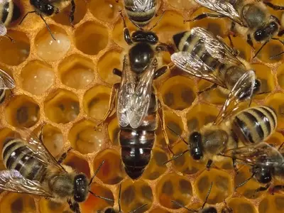 La Crucial Labor de las Abejas y Estrategias para su Conservación