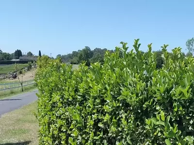 Viburnum Odoratissimum: El Arbusto de Ensueño para tu Jardín