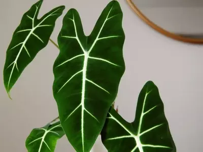 Alocasia Frydek: Una Joya Exótica para tu Hogar