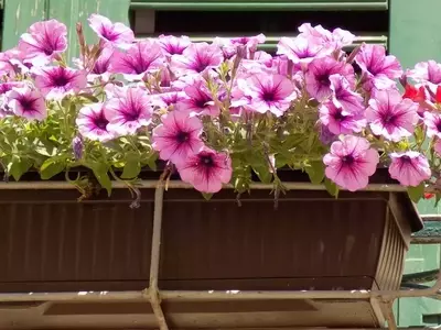 Guía Completa para el Cultivo Exitoso de Petunias en Macetas
