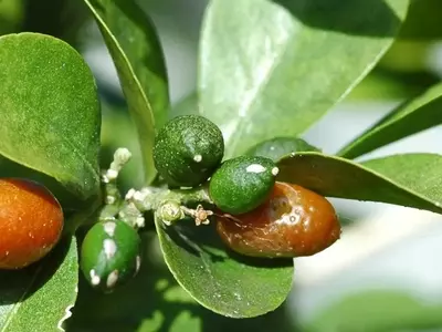 Murraya paniculata: El Encanto del Jazmín Naranjo en tu Jardín