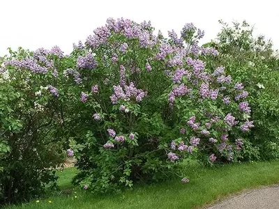Embellezca Su Jardín: Arbustos Florales Lilas para un Oasis de Serenidad