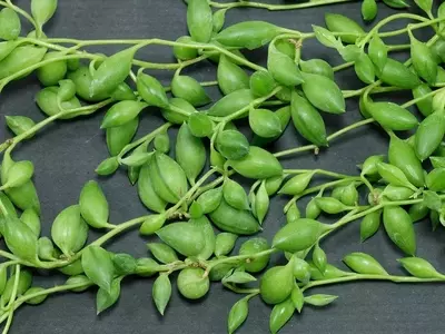 Guía Completa para el Cuidado del Senecio Herreianus