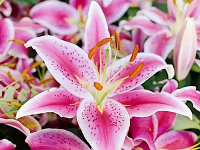 El Esplendor y Cuidado de los Lirios: Guía Completa para una Floración Duradera