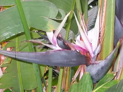Strelitzia Nicolai: Guía Completa para su Cultivo y Decoración Interior