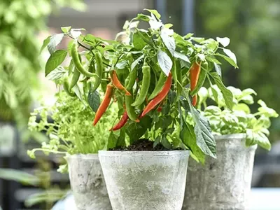 Cultivo de Chiles en Macetas: Guía Completa para el Hogar