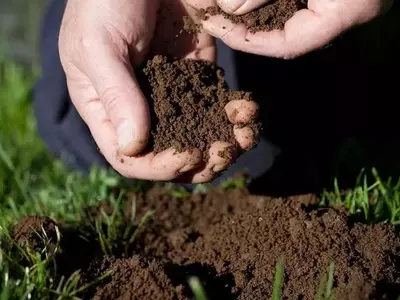 Optimización de Cultivos: Uso y Dosificación Correcta de la Tierra de Diatomeas