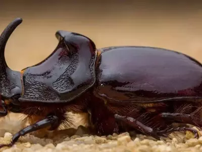 Los Escarabajos: Aliados y Adversarios en el Ecosistema del Jardín