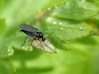 Soluciones Ecológicas para Erradicar la Mosca del Suelo en Tus Plantas